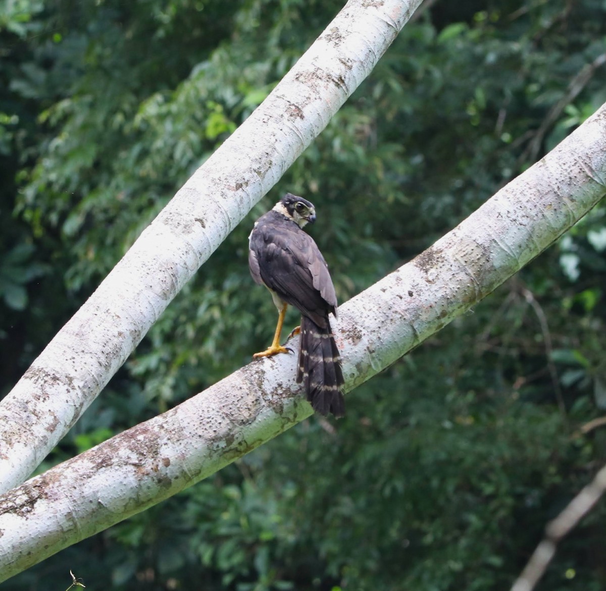 Collared Forest-Falcon - ML645053474