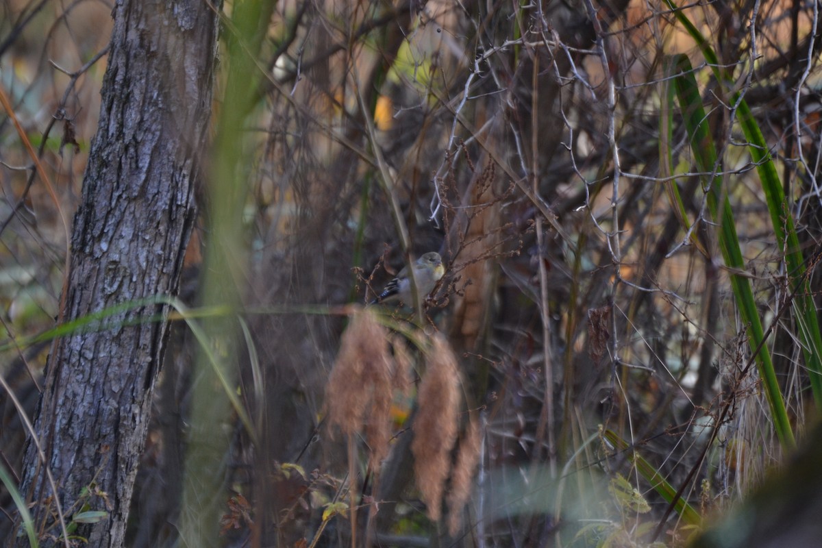 American Goldfinch - ML645053475