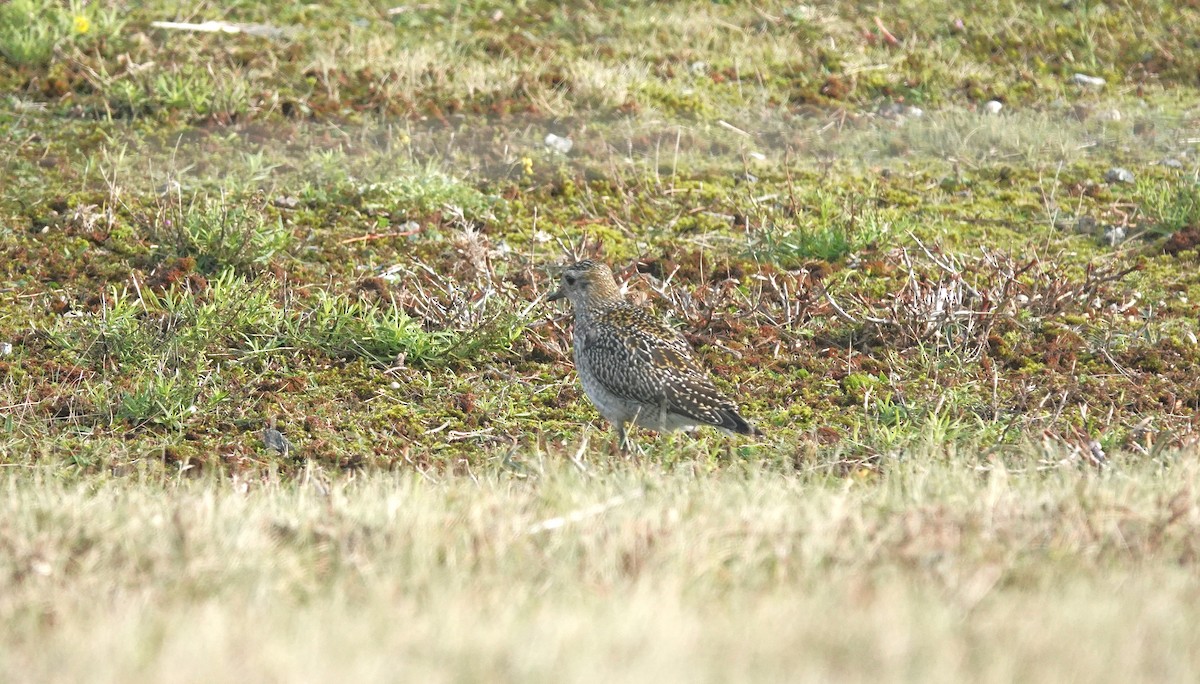 European Golden-Plover - ML645053485