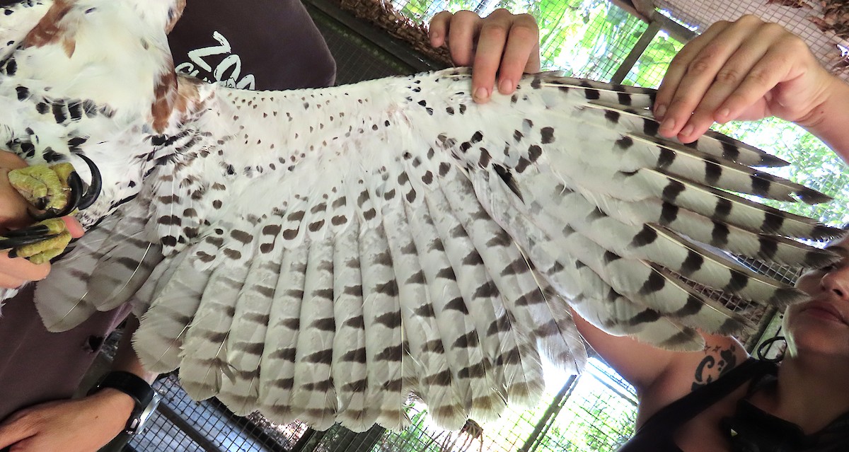 アカエリクマタカ - ML645053489