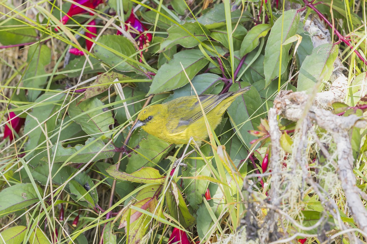 Hawaii Amakihi (Hawaii) - ML645053501