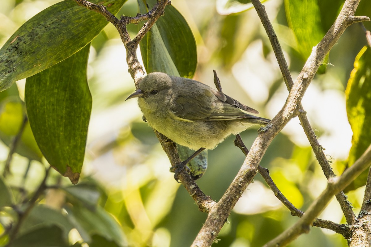 Hawaii Amakihi (Hawaii) - ML645053503