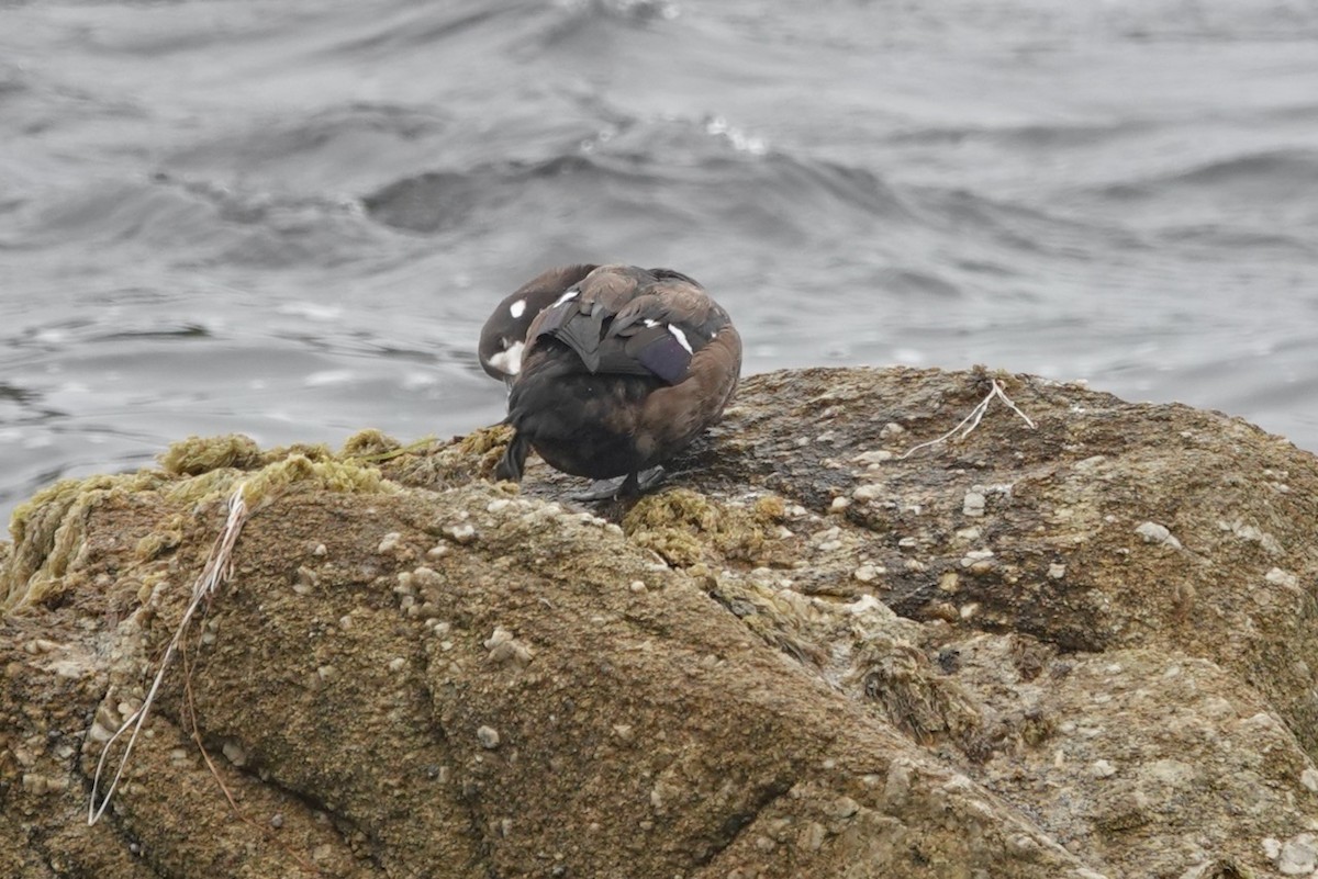 Ahate arlekina - ML645053509