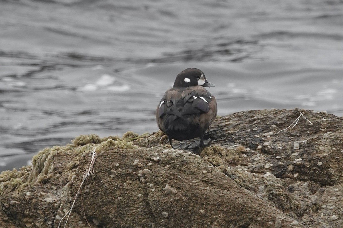 Ahate arlekina - ML645053510