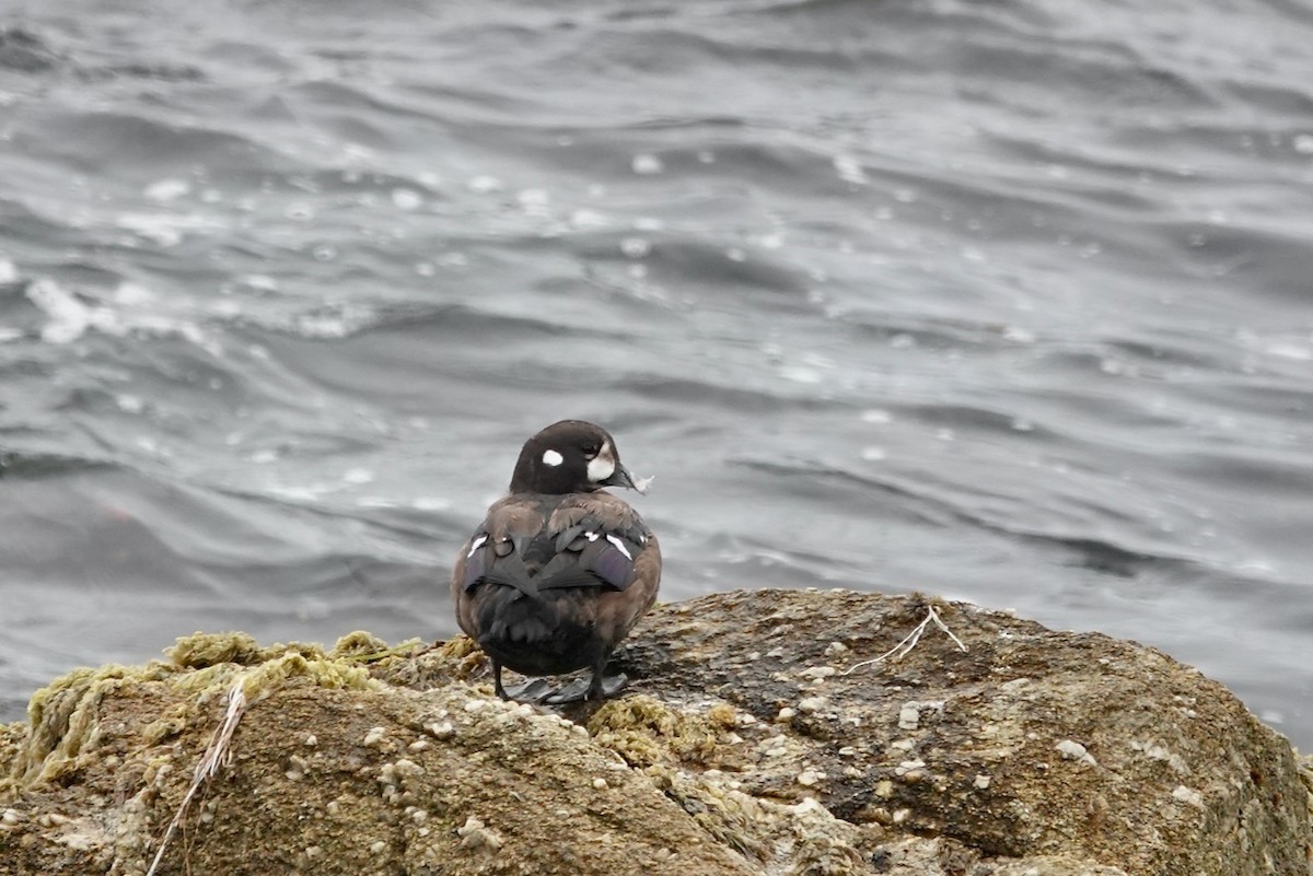 Ahate arlekina - ML645053511