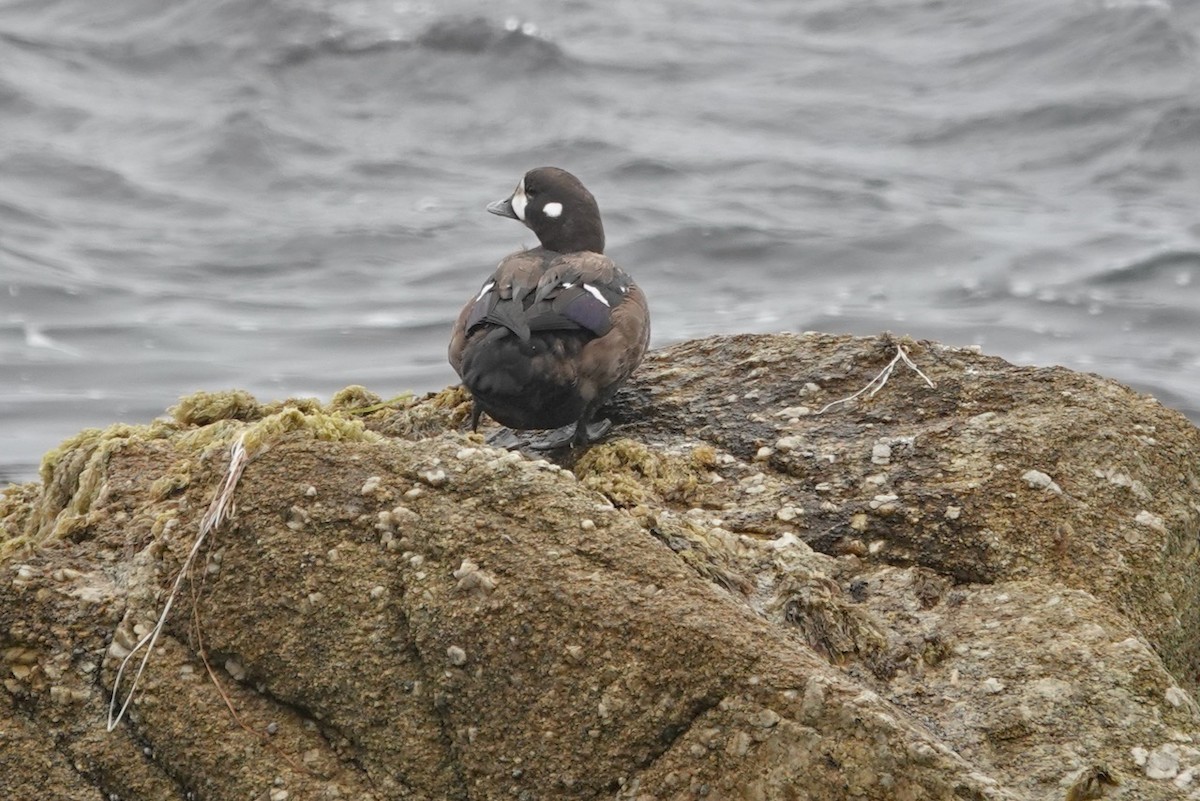 Ahate arlekina - ML645053512