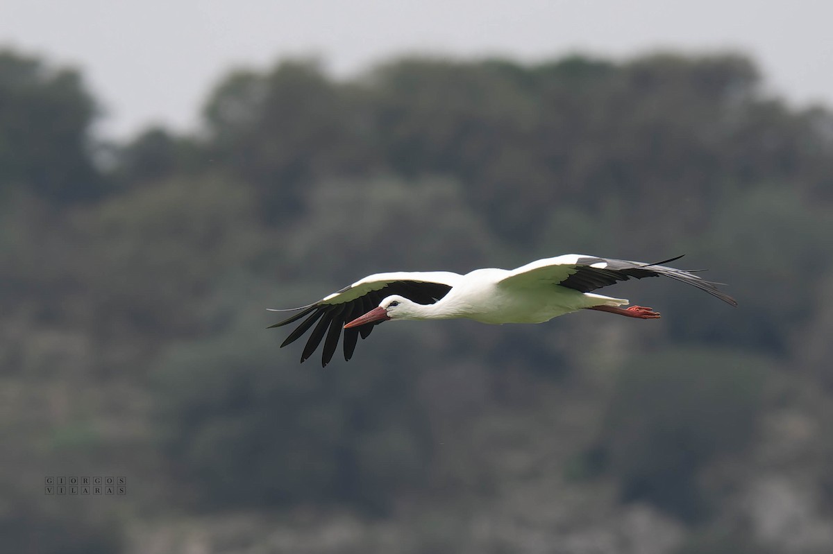 White Stork - ML645053519
