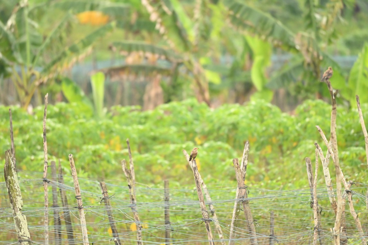 Rosy Starling - ML645053529