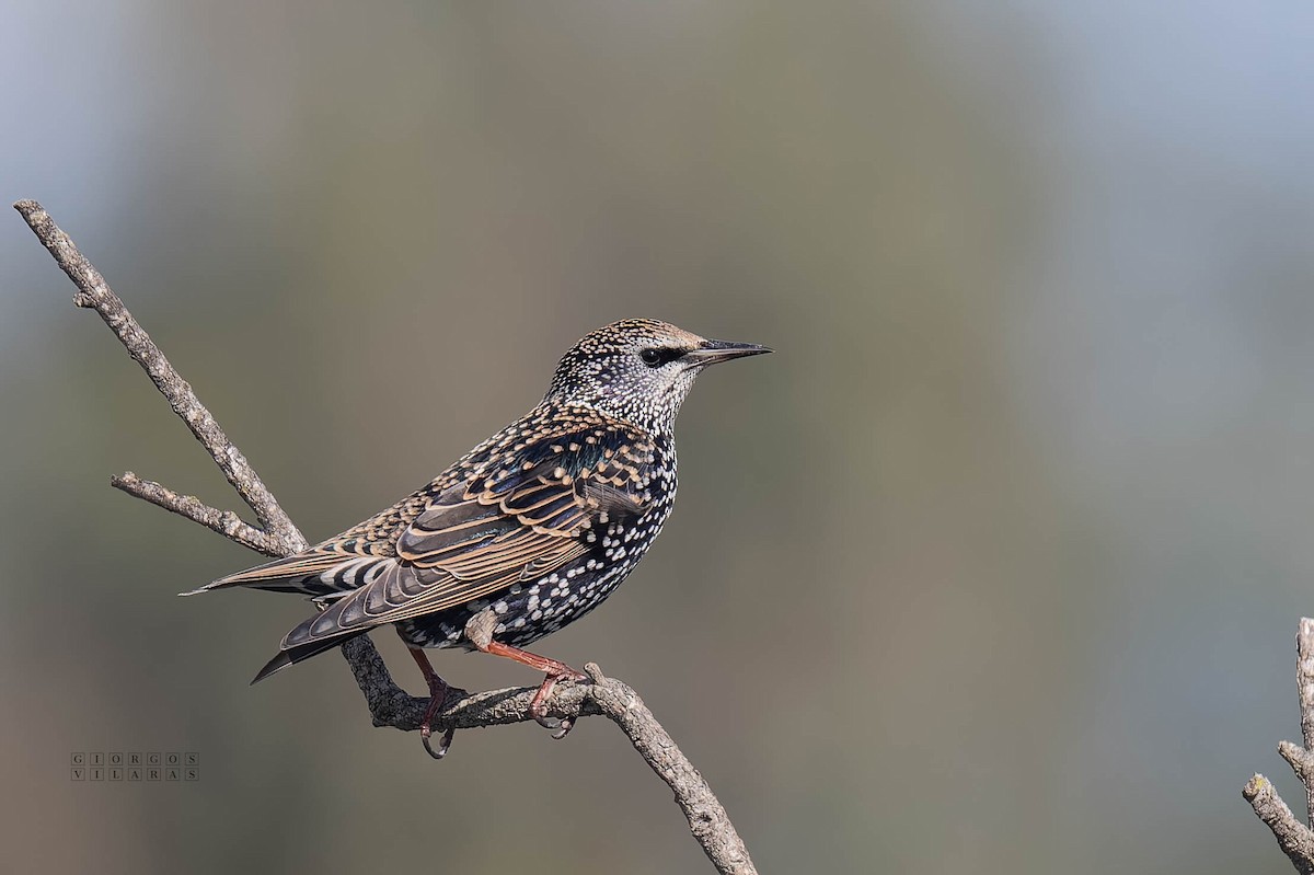 European Starling - ML645053534