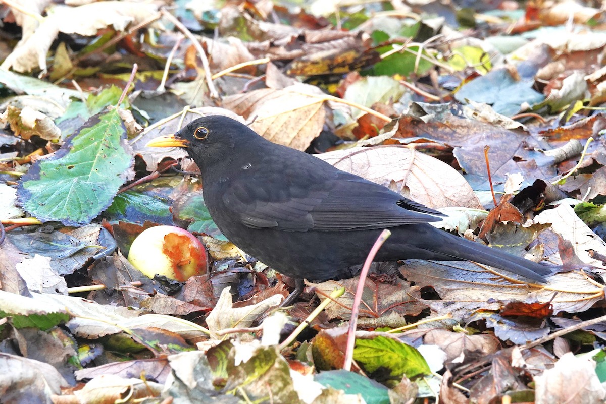 Eurasian Blackbird - ML645053535
