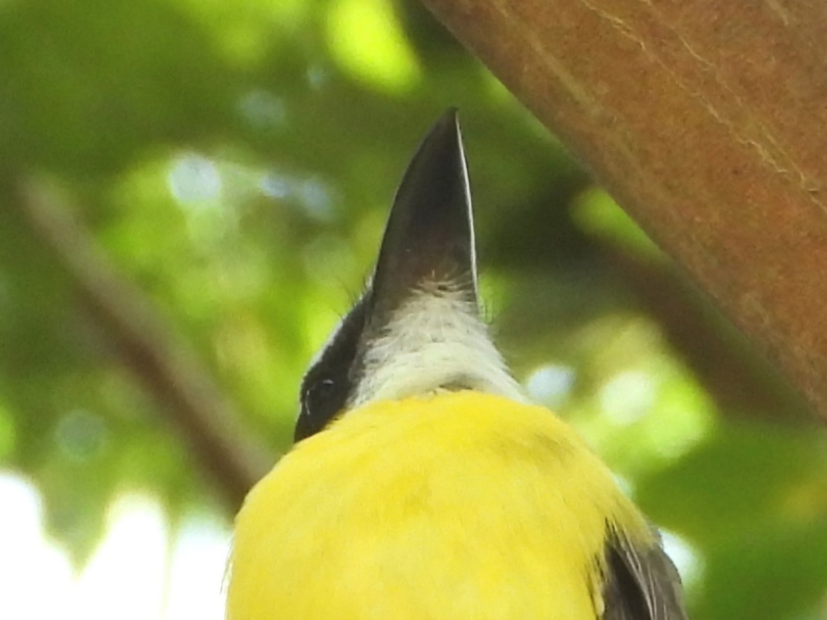 Boat-billed Flycatcher - ML645053545