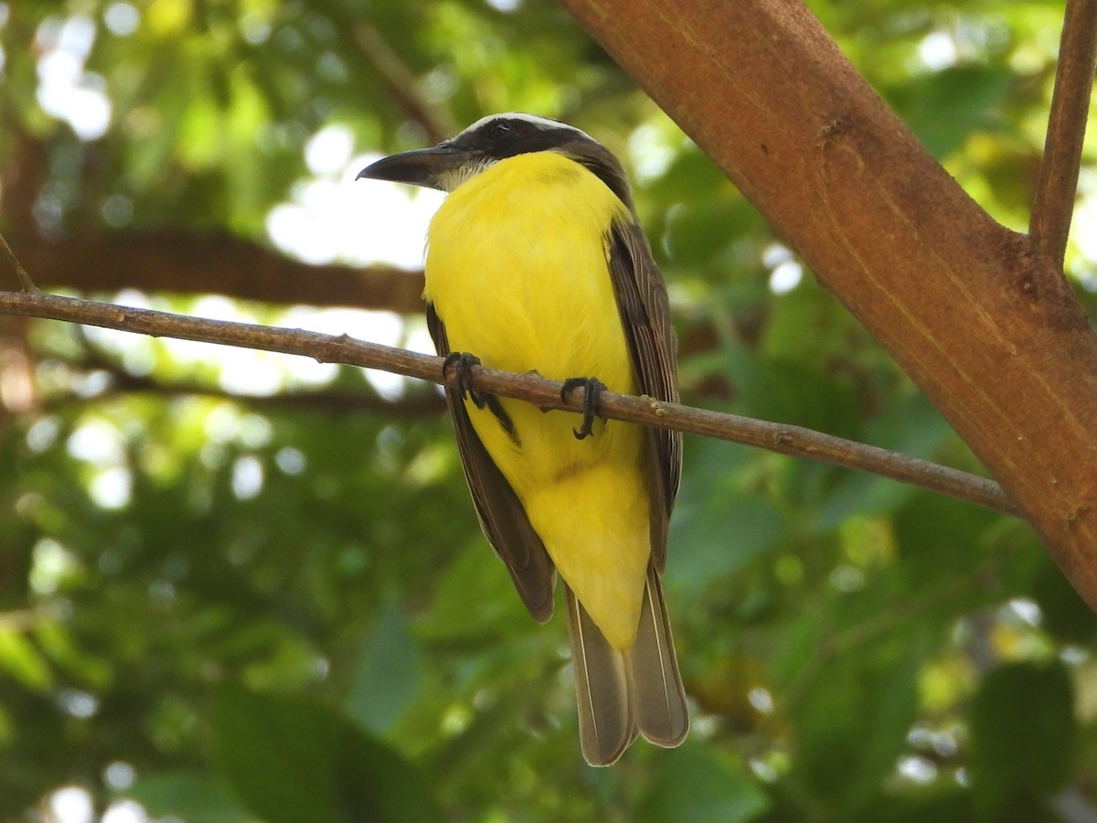 Boat-billed Flycatcher - ML645053546
