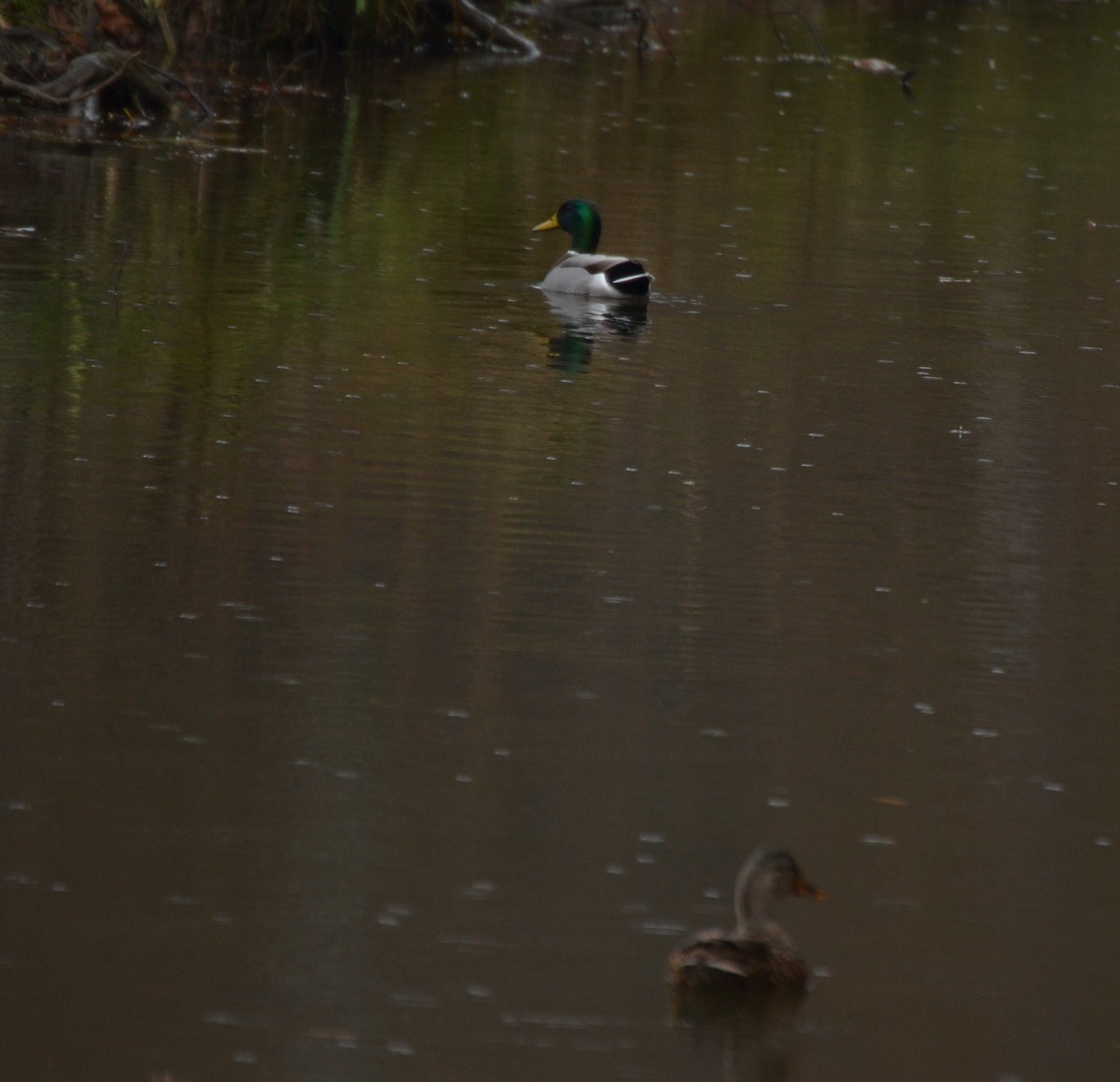 Mallard - ML645053547