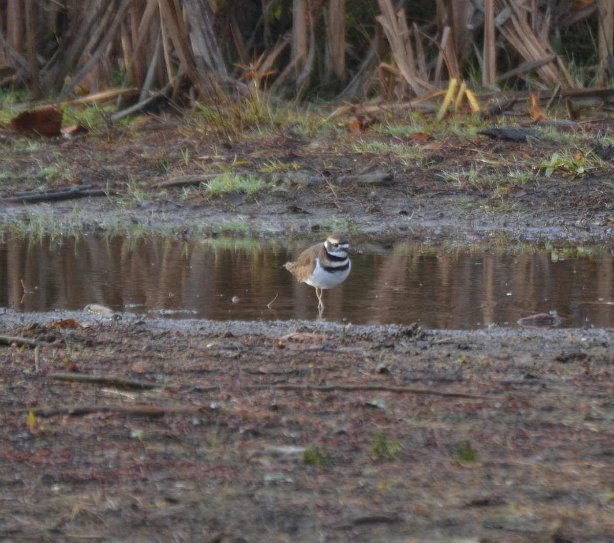 Killdeer - ML645053561