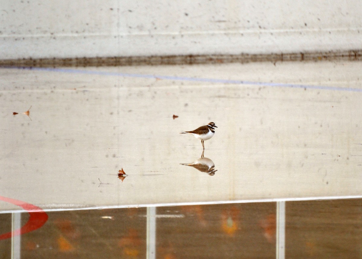 Killdeer - ML645053562