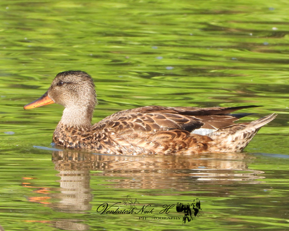 Бор нугас - ML645053564