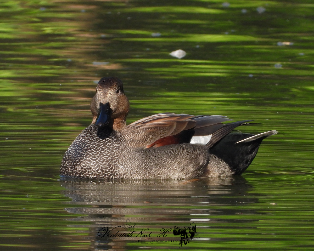 Бор нугас - ML645053565