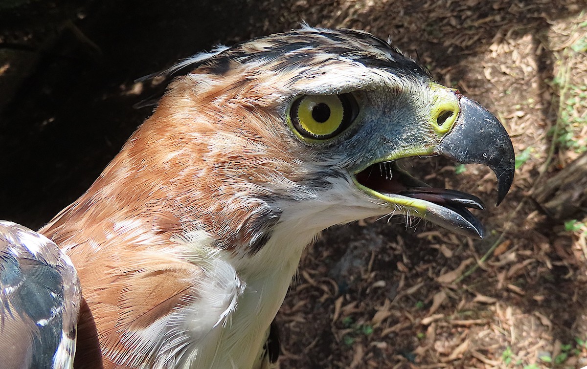 アカエリクマタカ - ML645053566