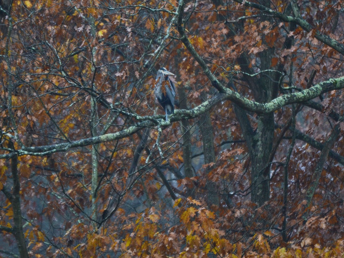 Great Blue Heron - ML645053568