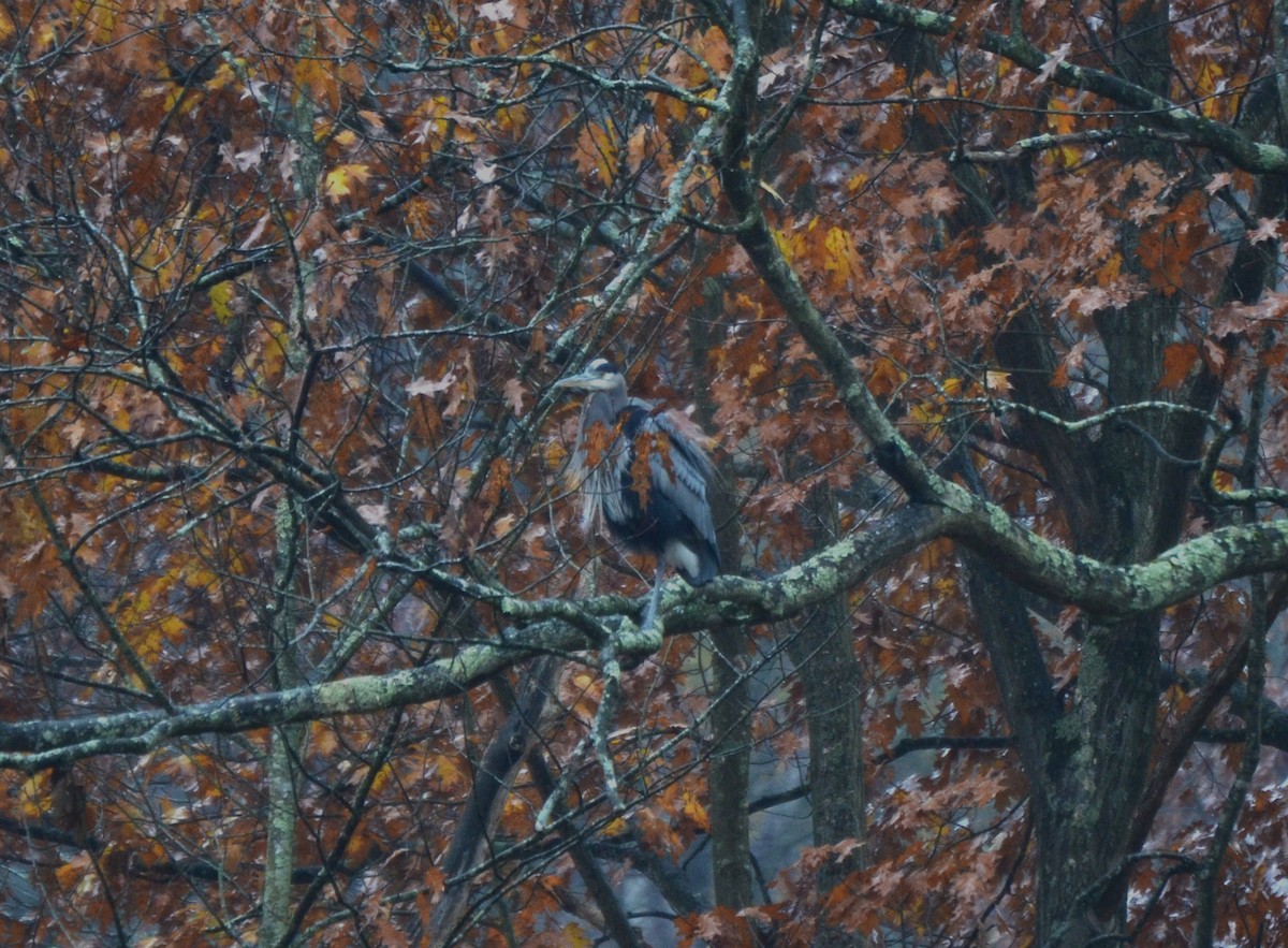 Great Blue Heron - ML645053569