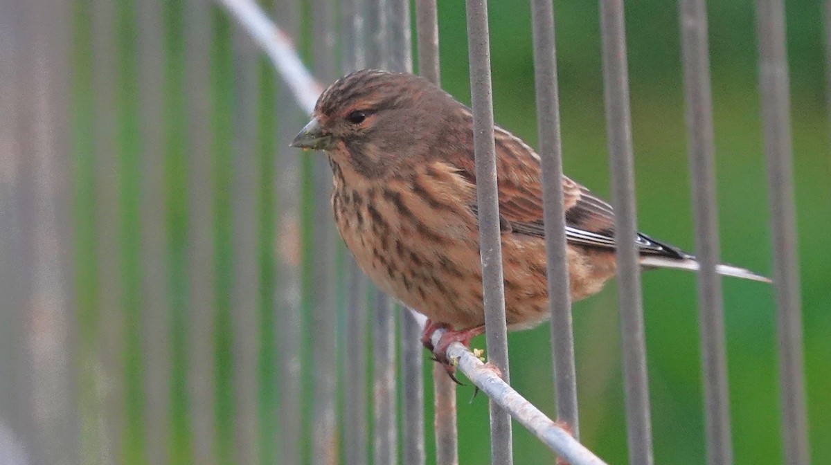 Eurasian Linnet - ML645053570