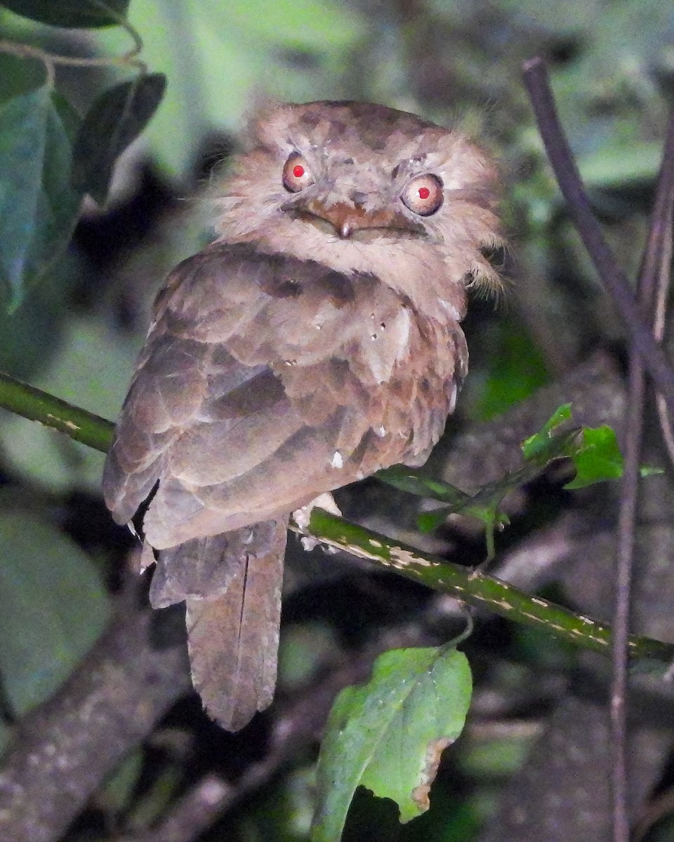 Sri Lanka Frogmouth - ML645053574
