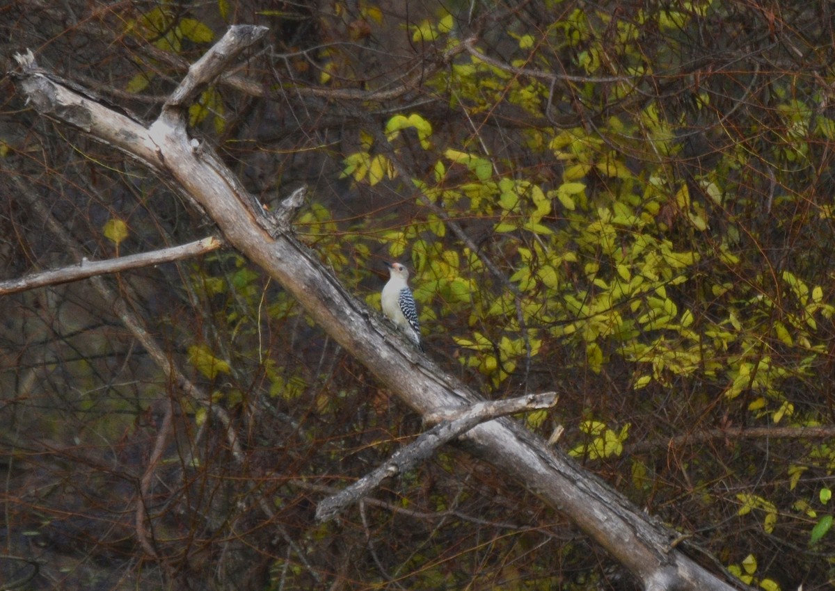 Red-bellied Woodpecker - ML645053575