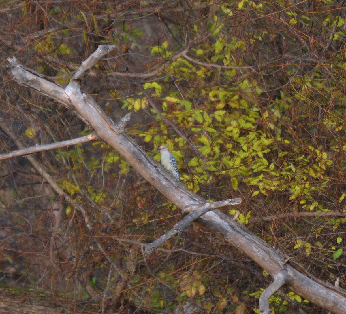 Red-bellied Woodpecker - ML645053576