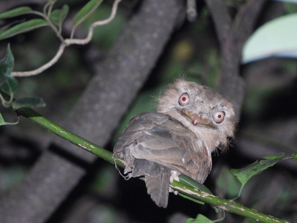 Sri Lanka Frogmouth - ML645053577