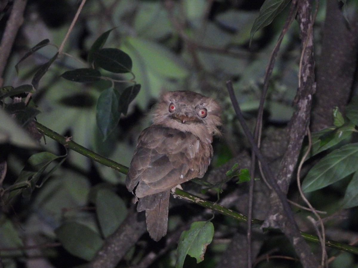 Sri Lanka Frogmouth - ML645053578
