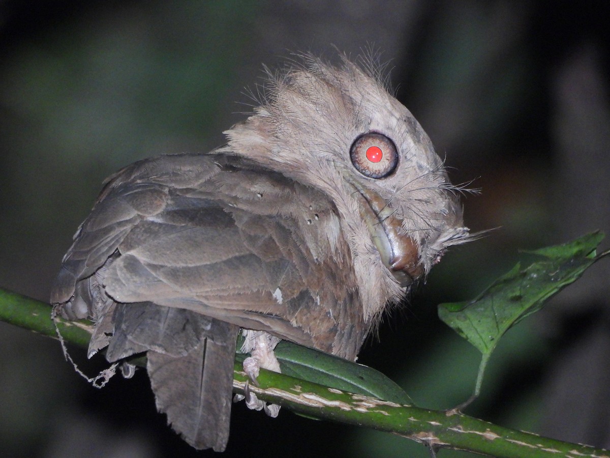 Sri Lanka Frogmouth - ML645053579