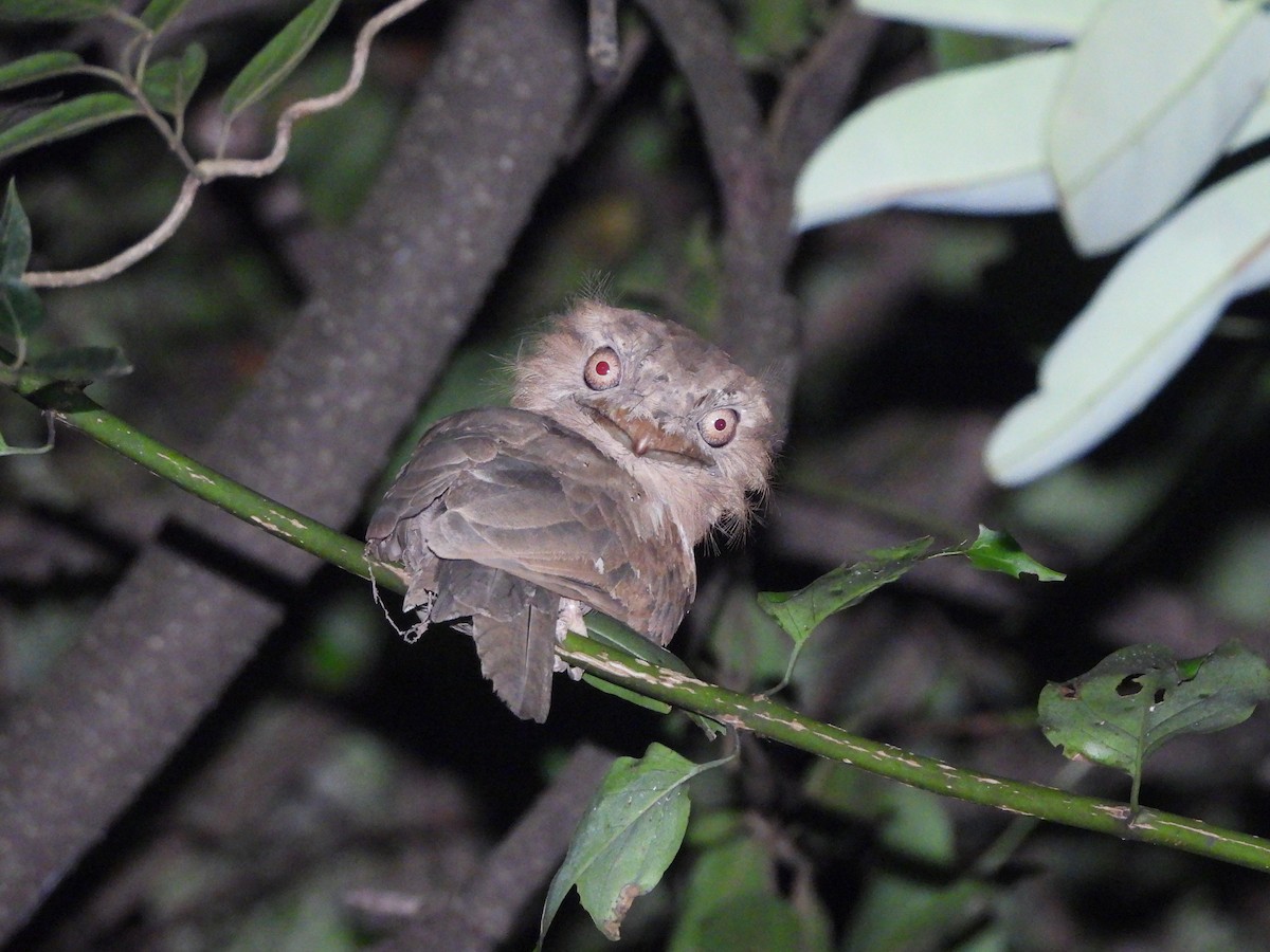 Sri Lanka Frogmouth - ML645053580