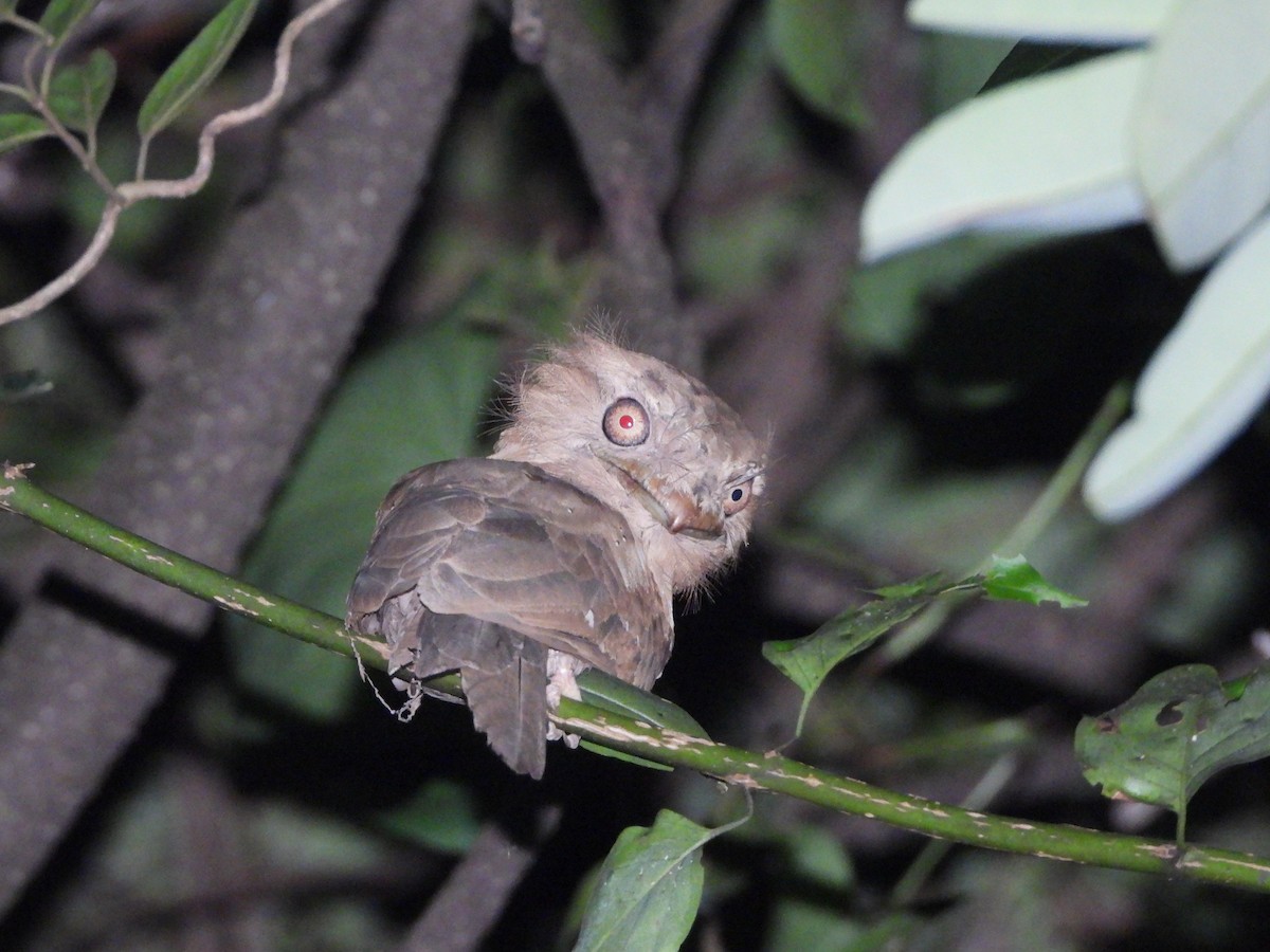 Sri Lanka Frogmouth - ML645053581