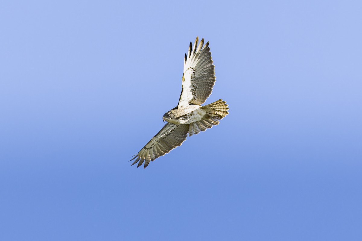 Hawaiian Hawk - ML645053585