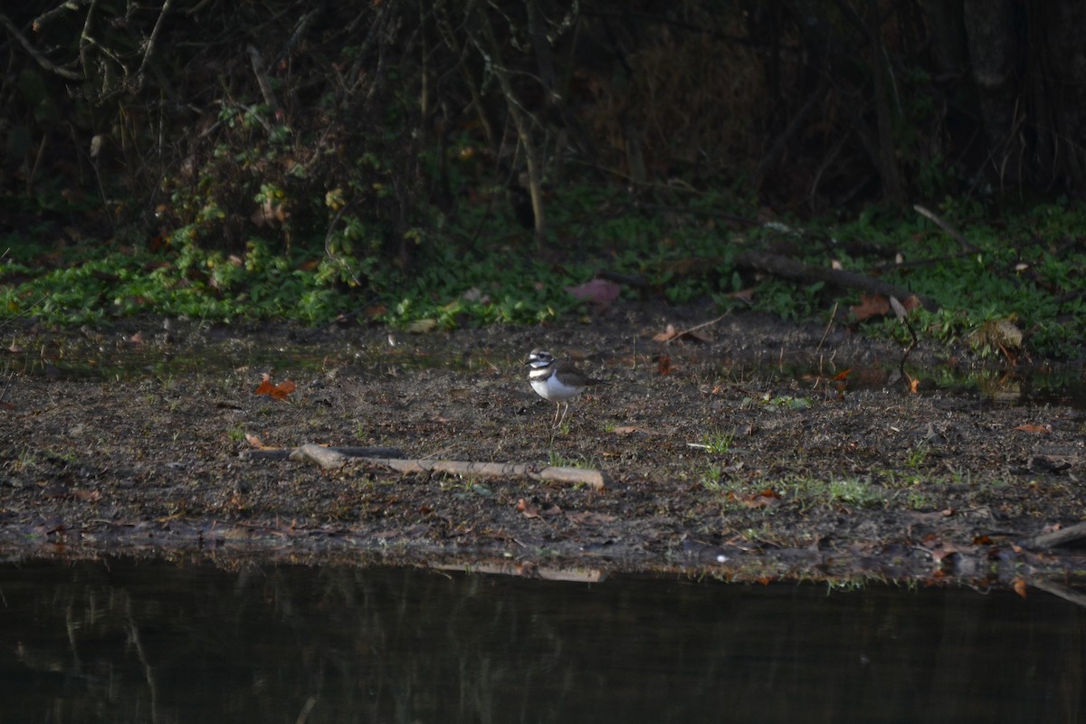 Killdeer - ML645053591