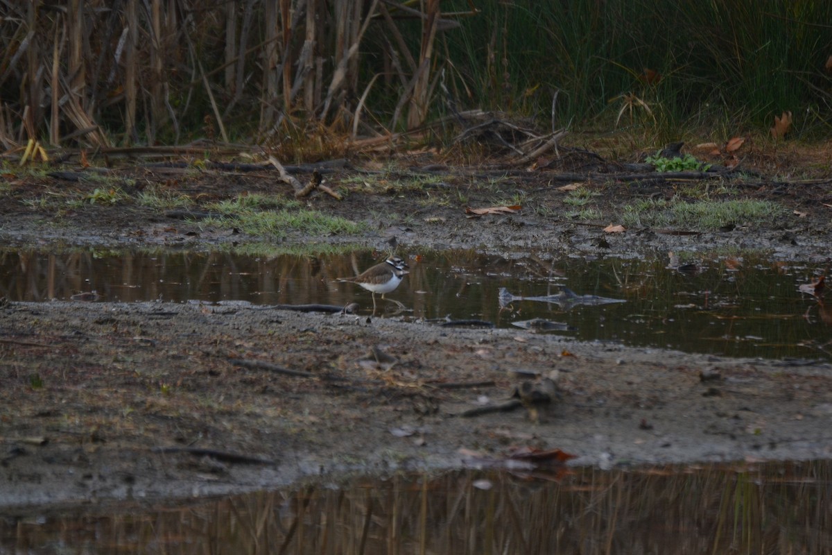 Killdeer - ML645053592