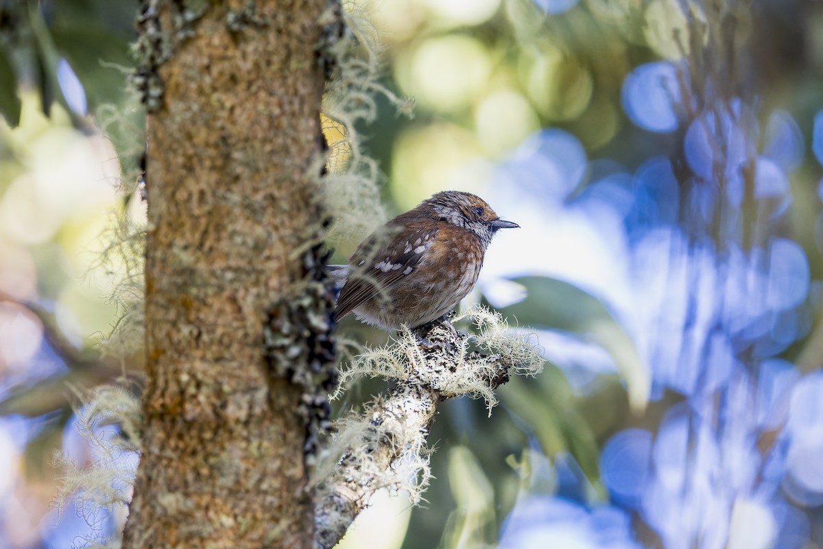 Hawaii Elepaio (Hilo coast) - ML645053593