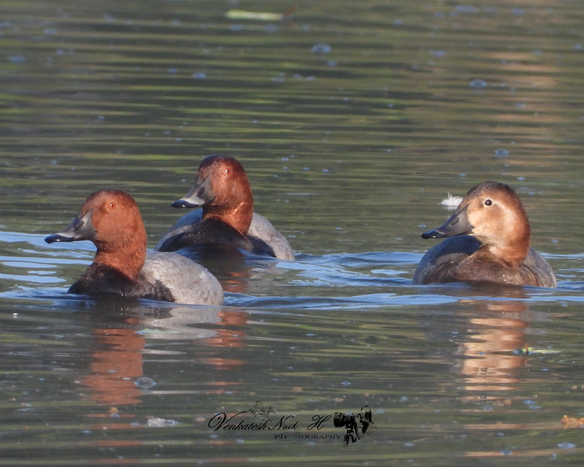 Улаан хүзүүт шумбуур - ML645053594