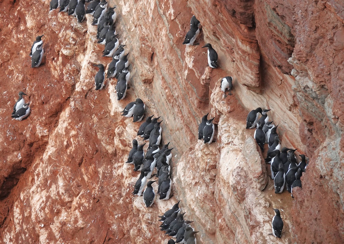 Common Murre - ML645053597