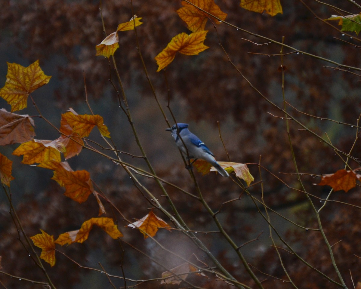 Blue Jay - ML645053605