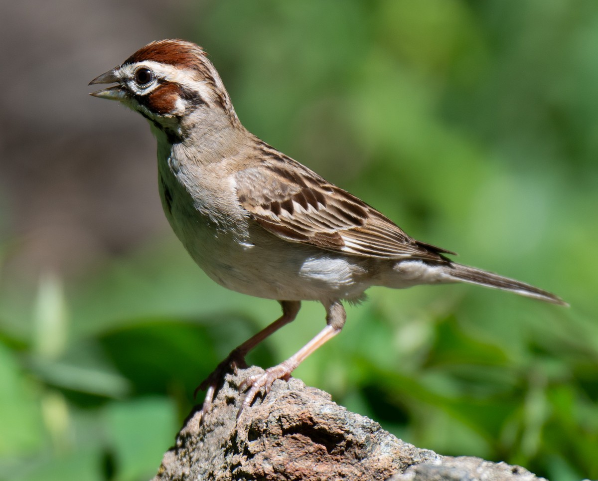 Lark Sparrow - ML645053606