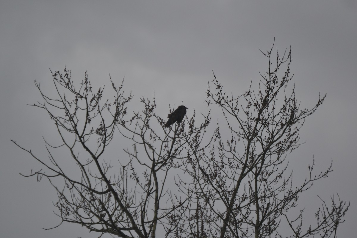 Cuervo Grande - ML645053609