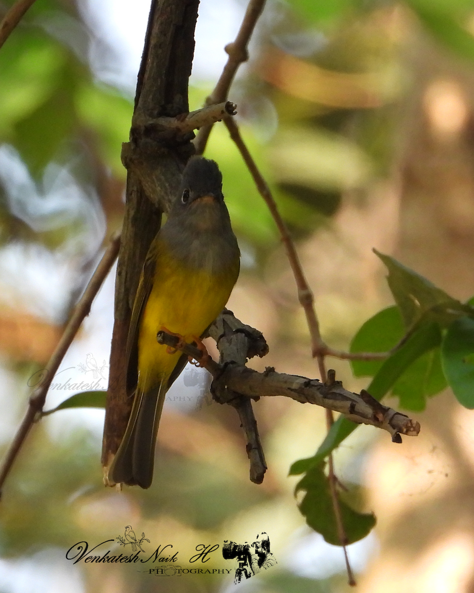 Gray-headed Canary-Flycatcher - ML645053638
