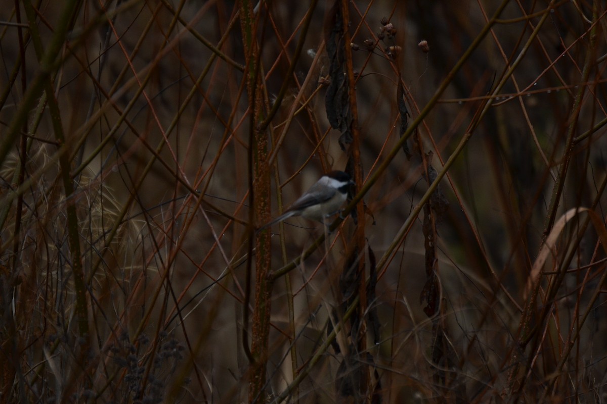 Black-capped Chickadee - ML645053666