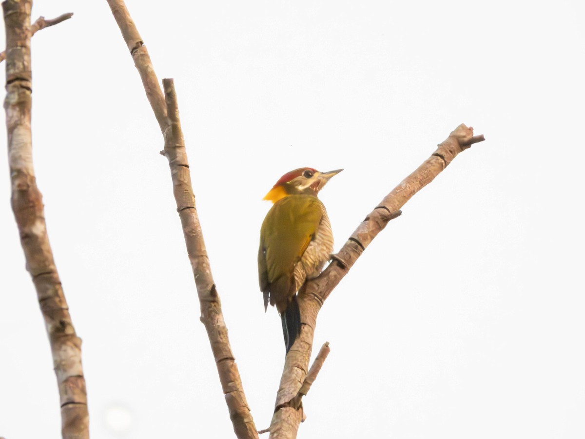 Lesser Yellownape - ML645053669