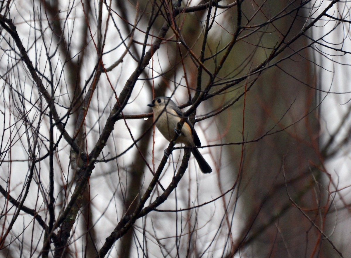 Tufted Titmouse - ML645053671
