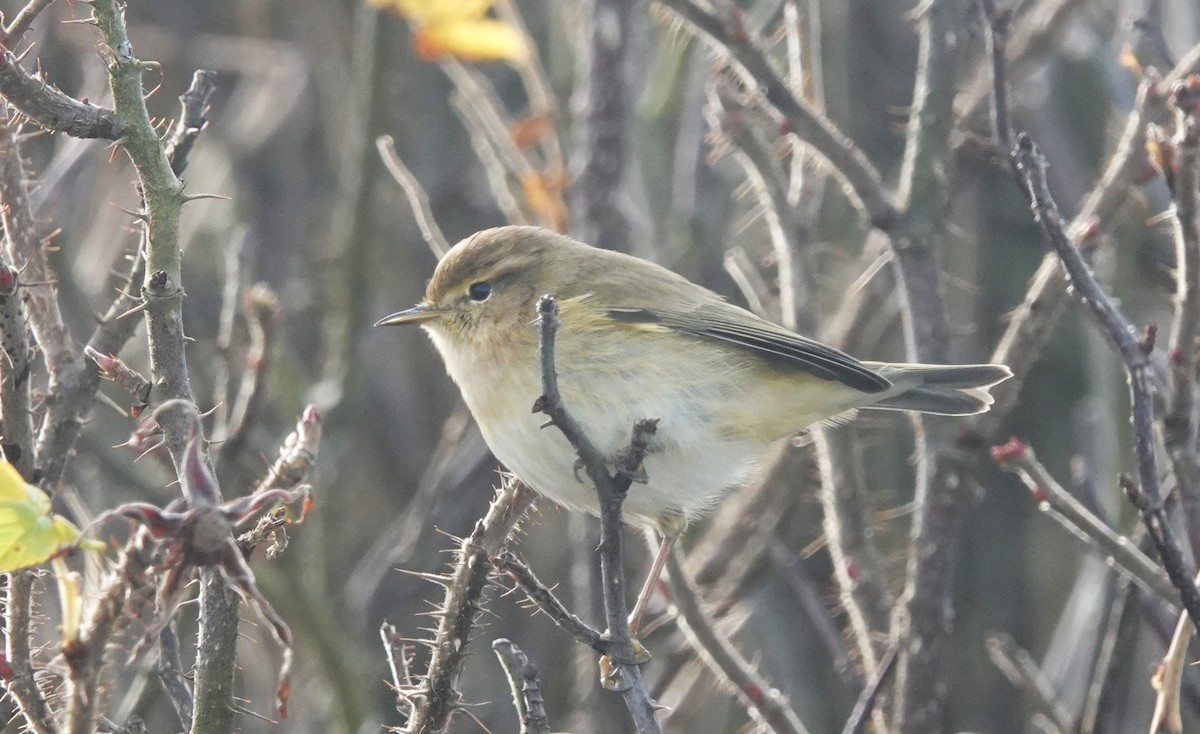 Common Chiffchaff - ML645053672