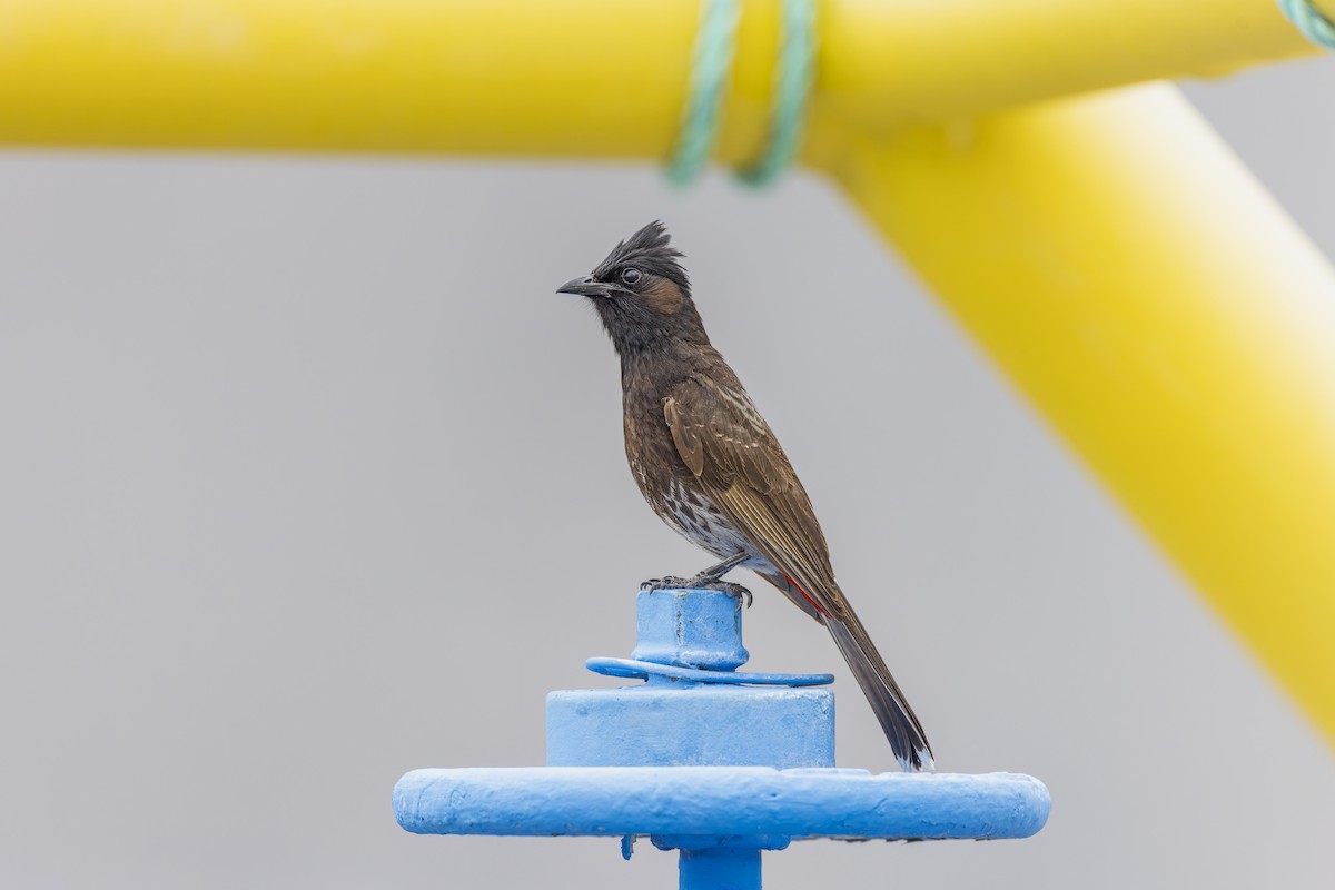 Red-vented Bulbul - ML645053674
