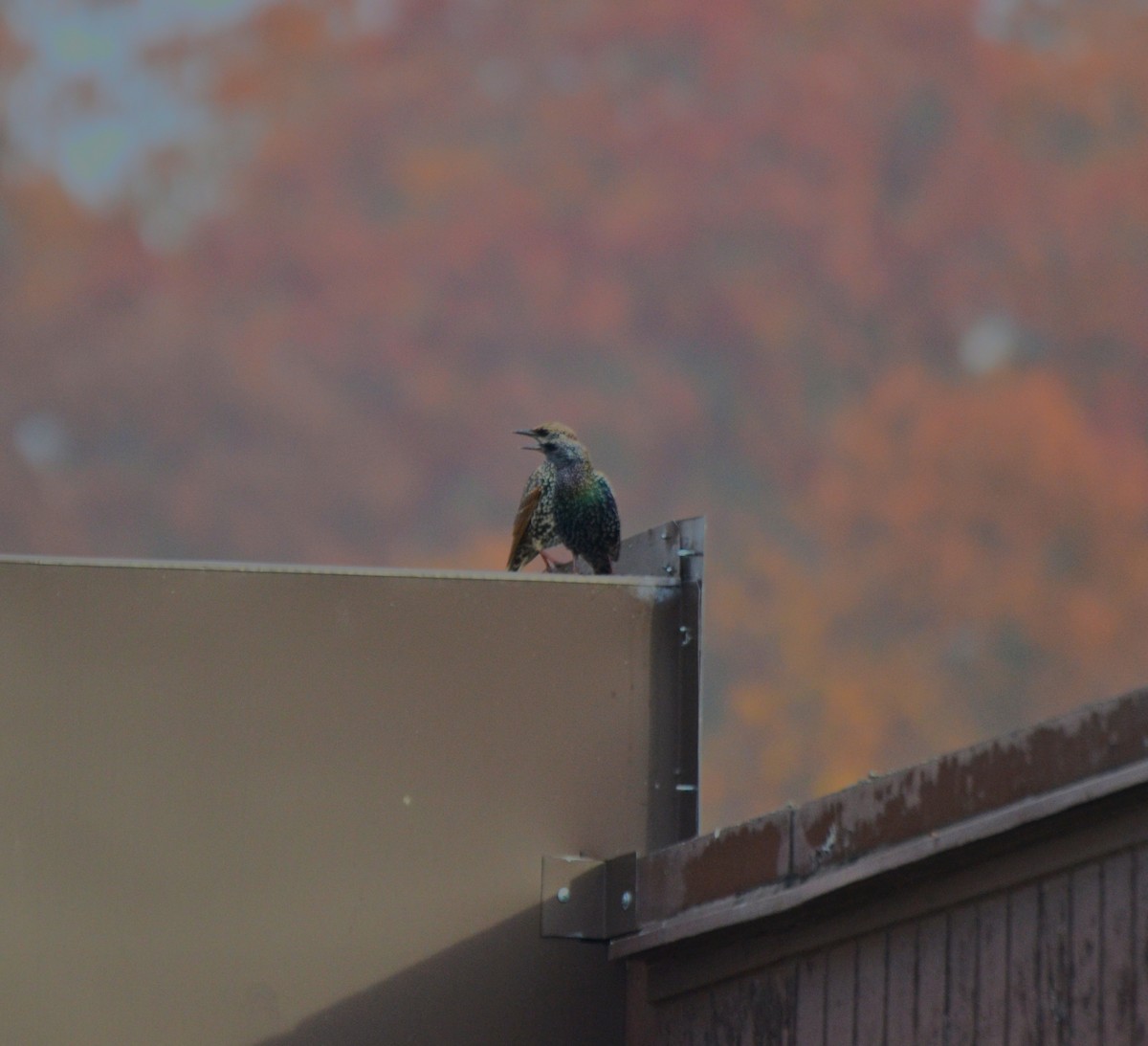 European Starling - ML645053675