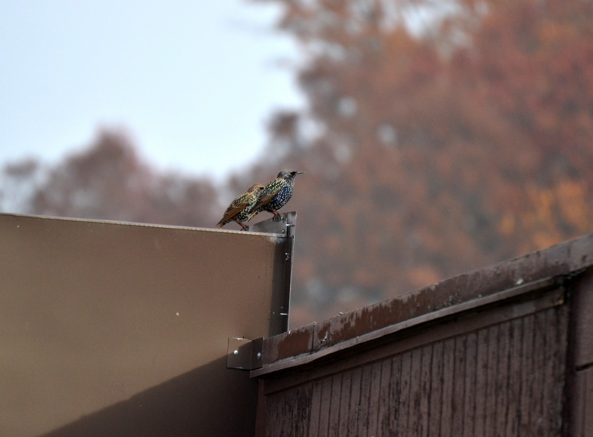 European Starling - ML645053676